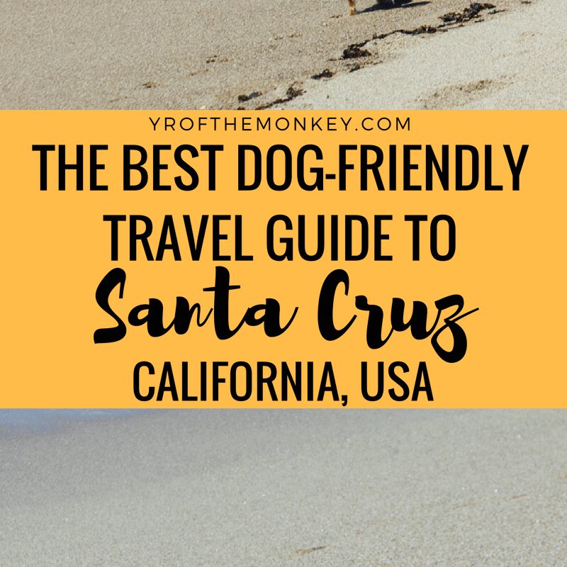 Best Dog-friendly Vacations Near Me