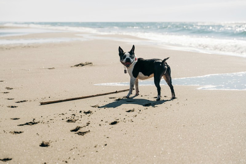 Best Dog Friendly Vacations North Carolina