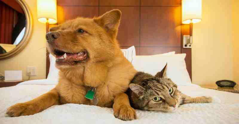 Best Dog Friendly Vegas Hotels