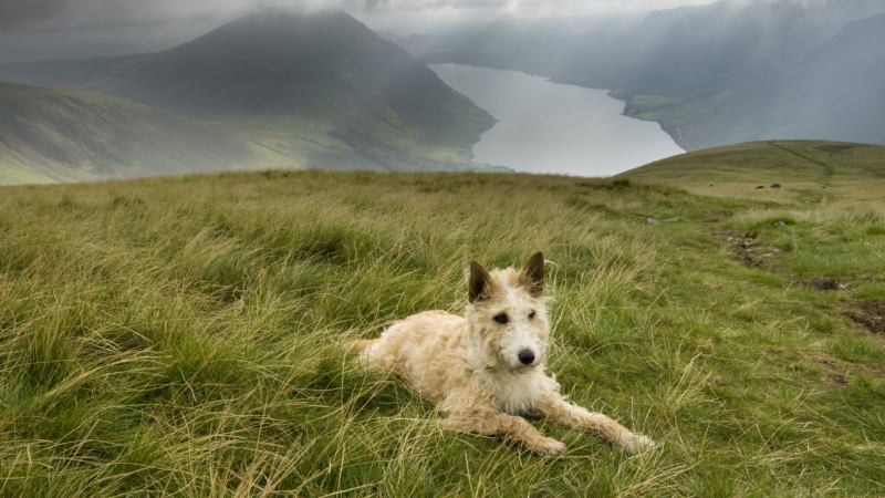 Best Dog Friendly Walks Lake District