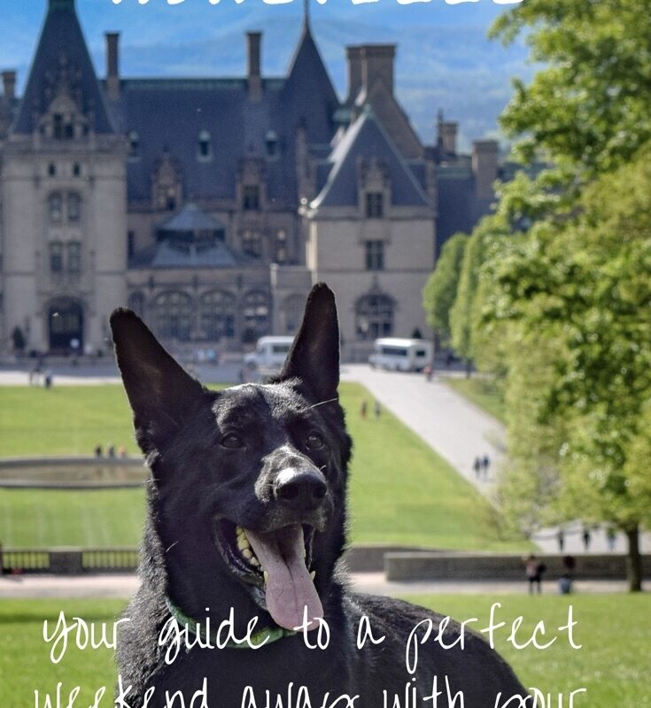 Best Dog Friendly Weekend Getaways