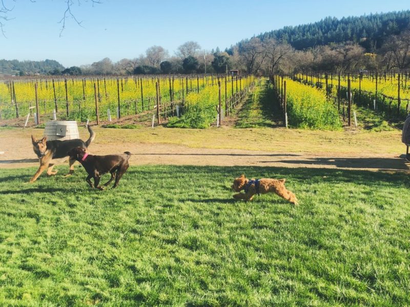 Best Dog Friendly Wineries Sonoma