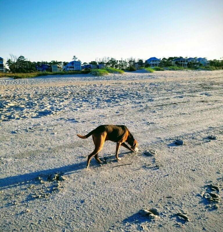 Best Dog Vacations On East Coast