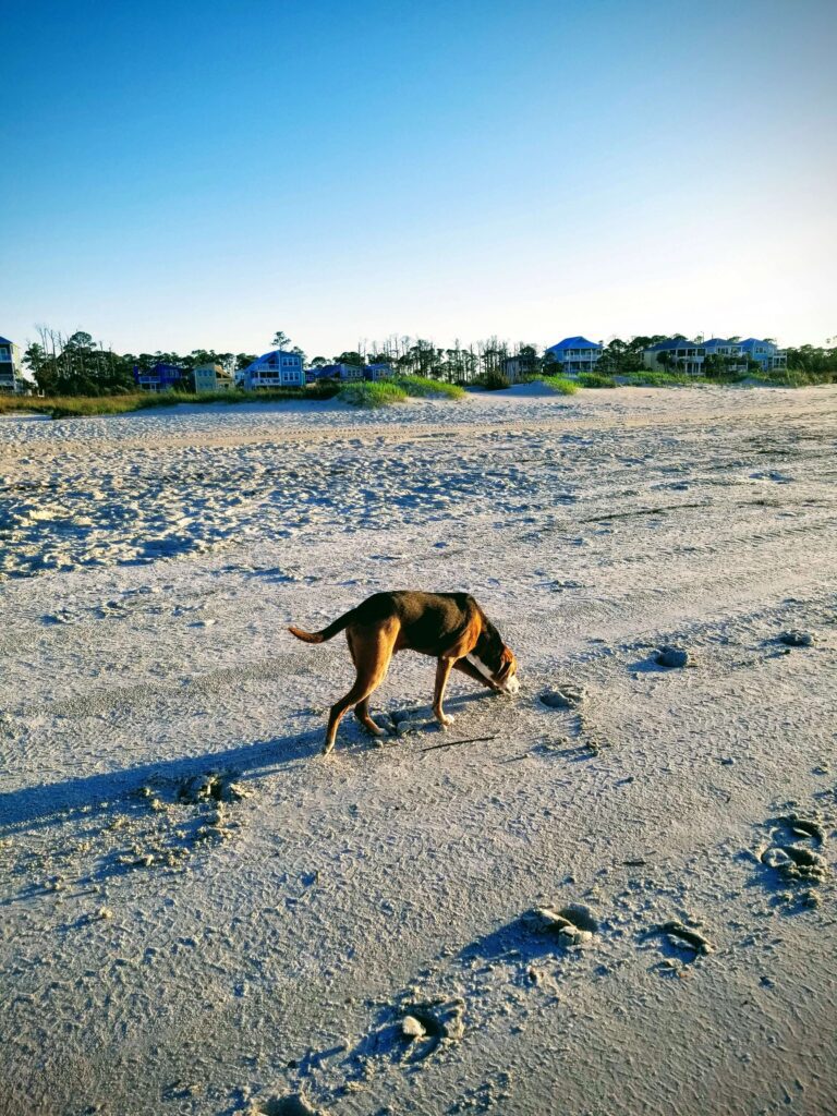 Best Dog Vacations On East Coast