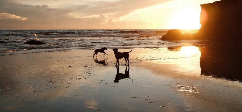 Best Family Vacations With Dogs