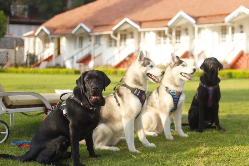 Best Pet Friendly Resorts In Lonavala