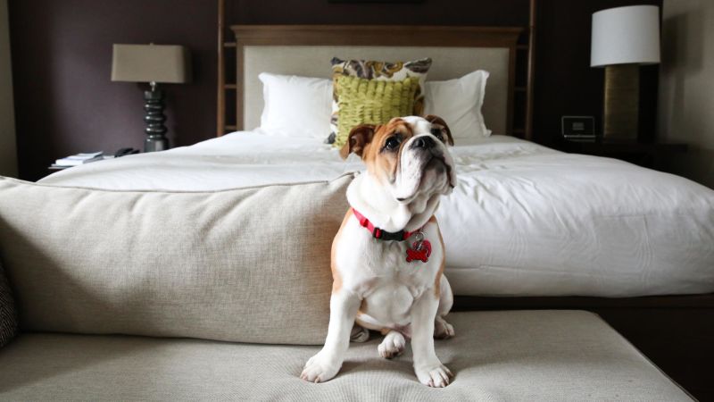 Best Pet Friendly Resorts In Mexico