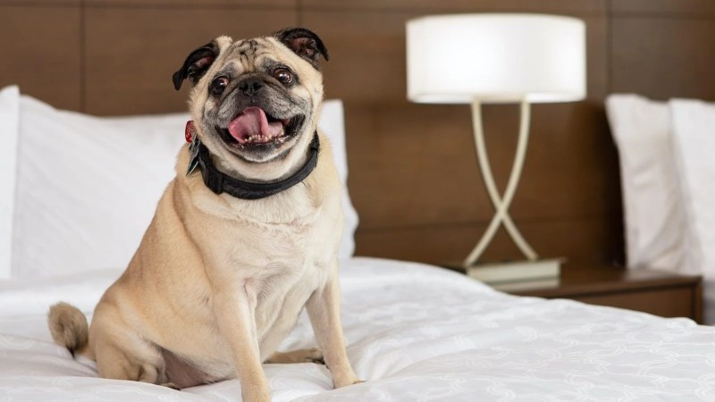 Best Pet Friendly Resorts Missouri