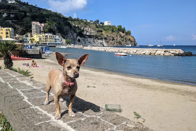 Cheap Vacations With Dogs