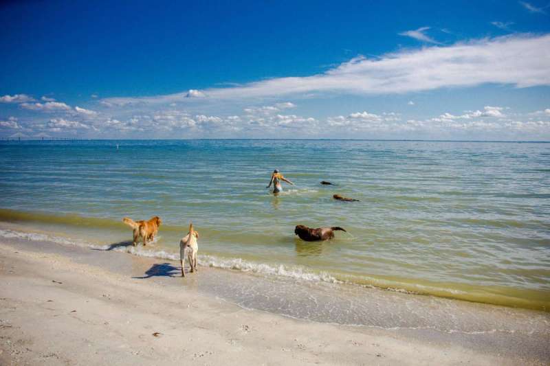 Dog Friendly Beaches East Coast