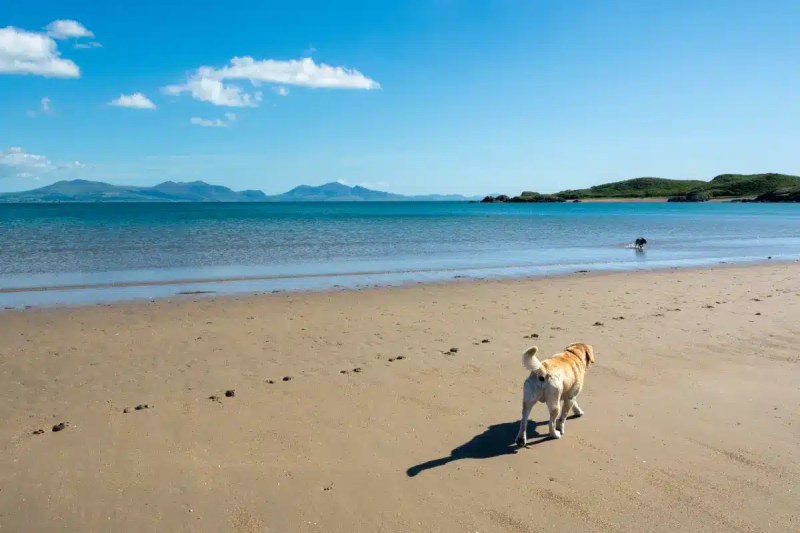 Dog Friendly Beaches East Devon