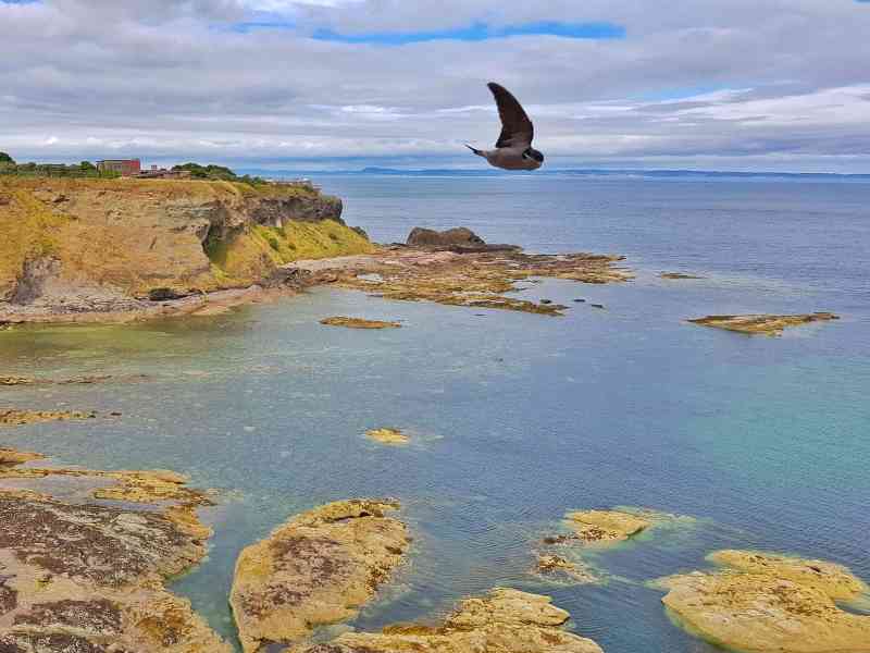 Dog Friendly Beaches East Lothian