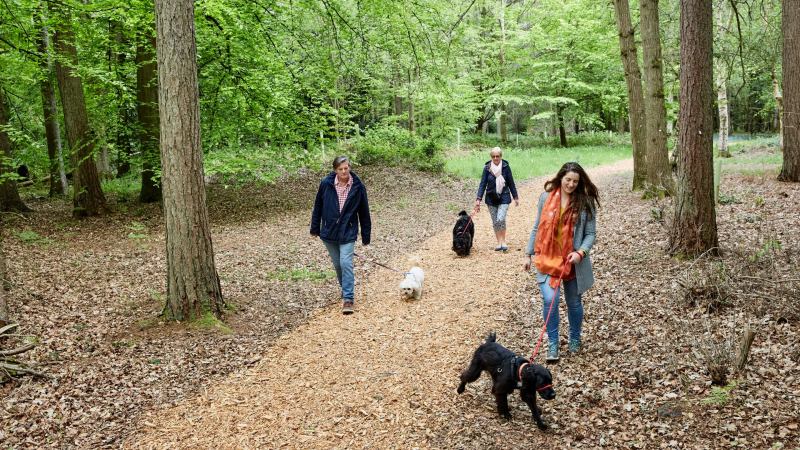 Dog Friendly Beaches East Sussex