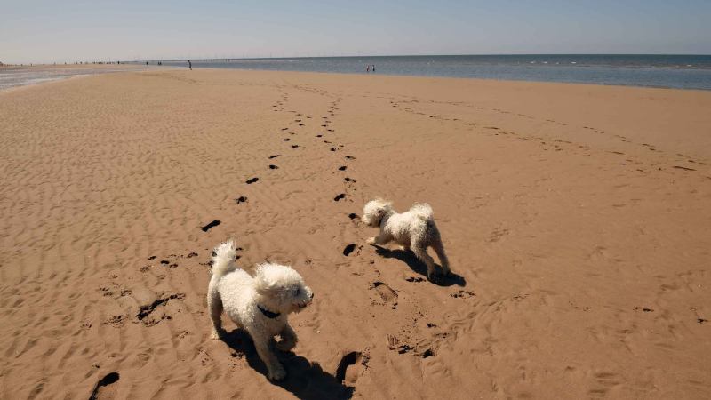 Dog Friendly Beaches Near Me In Summer