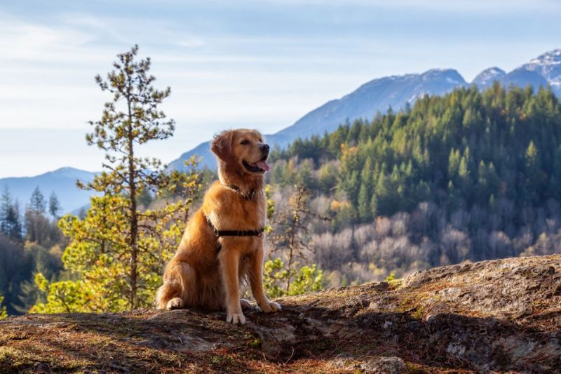 Dog Friendly Cabin Rentals Near Me