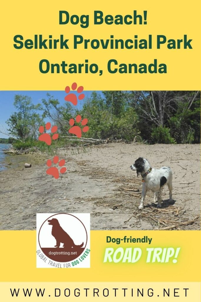 Dog Friendly Day Trips Near Me