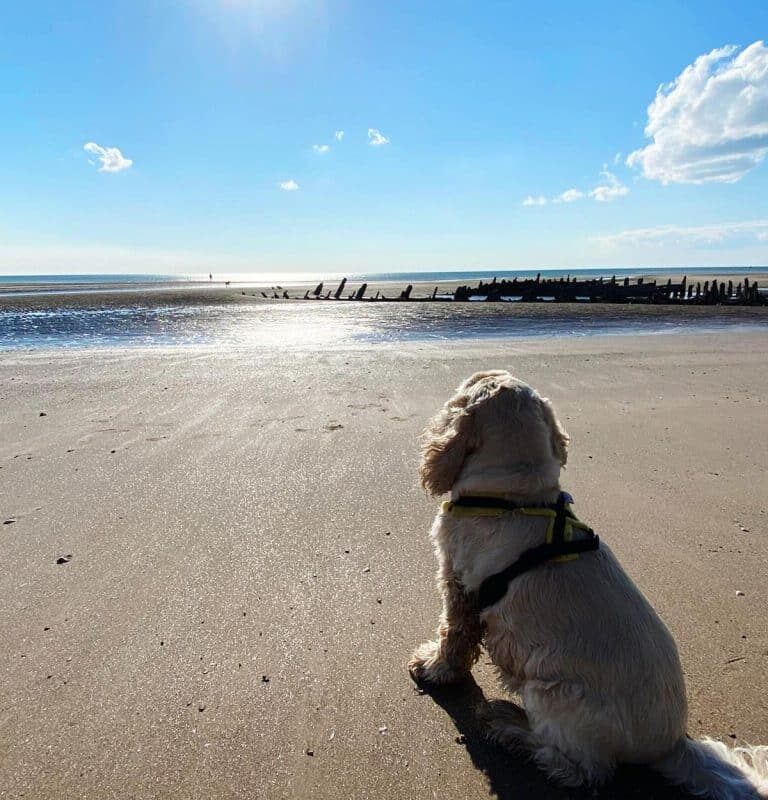 Dog Friendly Holidays Blackpool