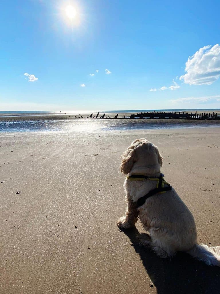 Dog Friendly Holidays Blackpool