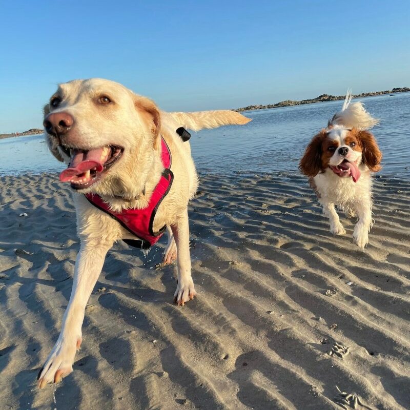 Dog Friendly Holidays Jersey