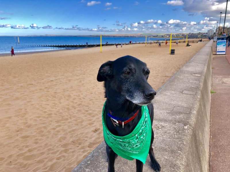 Dog Friendly Holidays Uk Beach