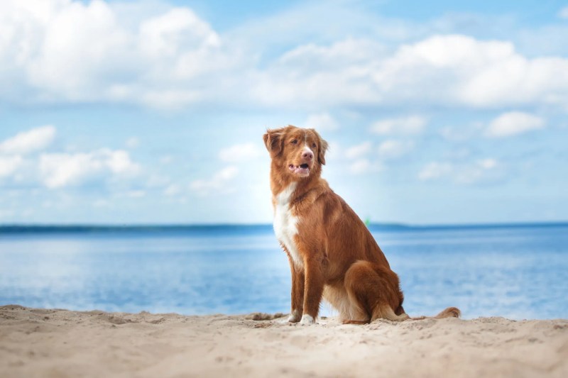 Dog Friendly Hotels Coastal Uk