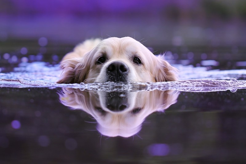 Dog Friendly Lakes Near Me To Swim