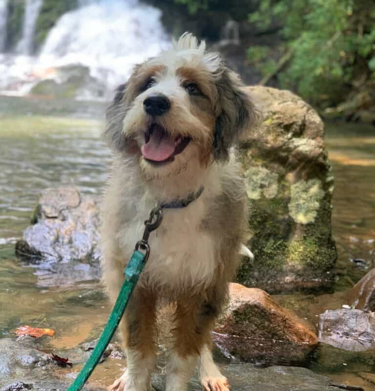 Dog Friendly Lodging Acadia National Park