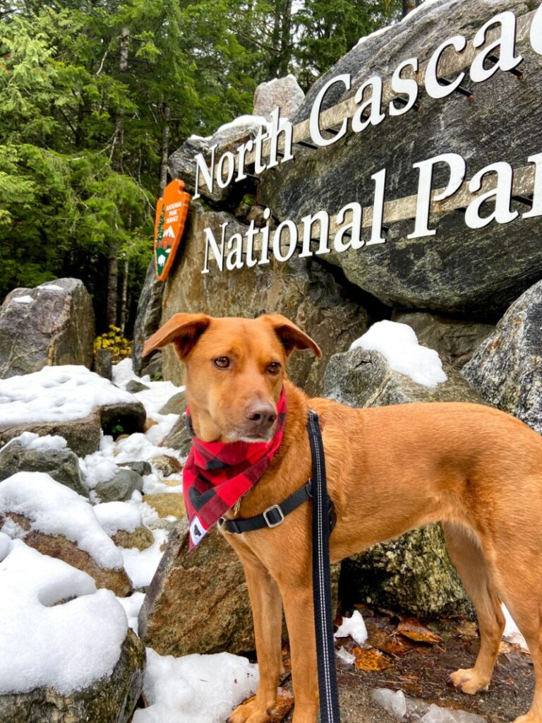 Dog Friendly Lodging Near Glacier National Park