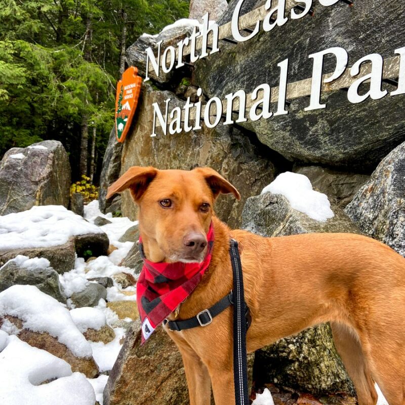 Dog Friendly Lodging Near Glacier National Park