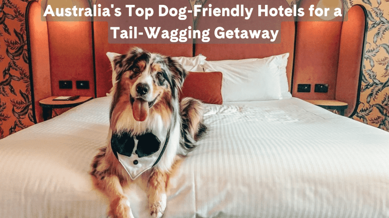 Dog Friendly Lodging Near Me