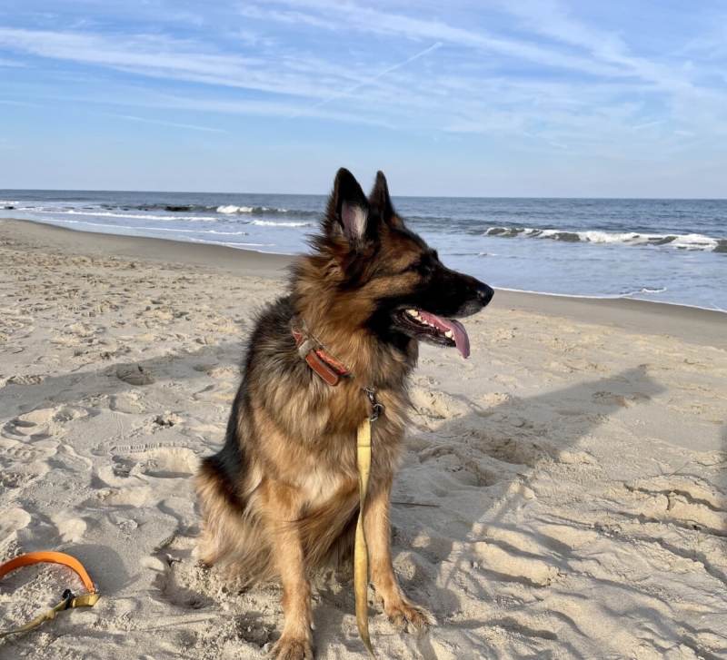 Dog Friendly Places To Go On Vacation