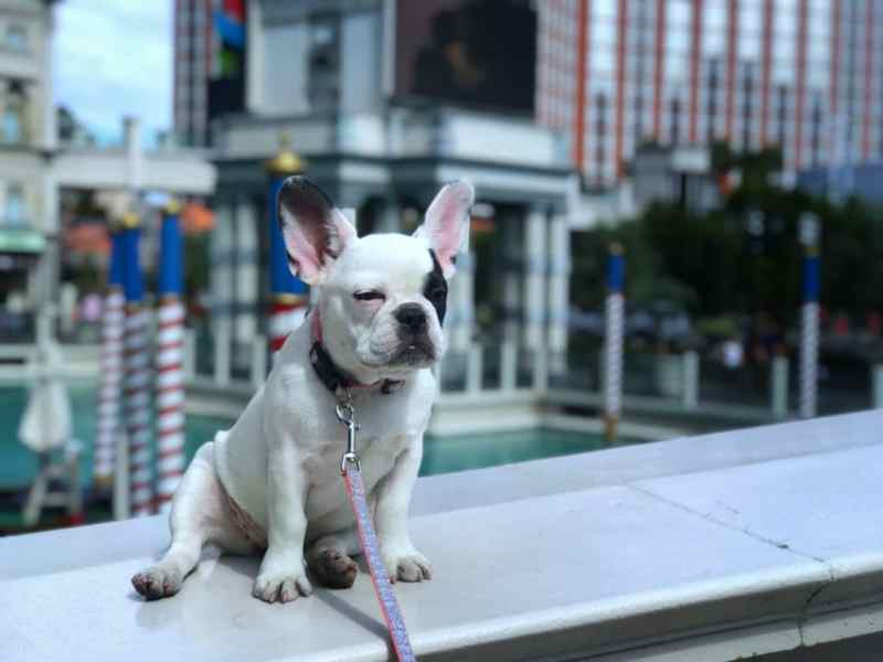 Dog Friendly Resorts Las Vegas