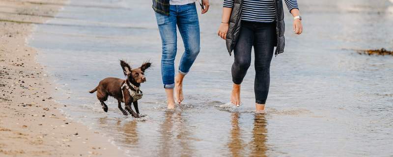 Dog Friendly Resorts Uk