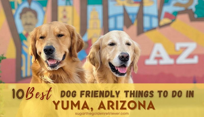 Dog Friendly Things To Do Near Me Today