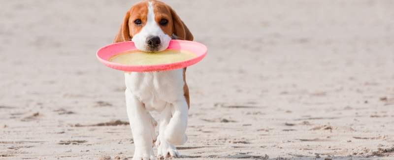 Dog Friendly Vacation Beach