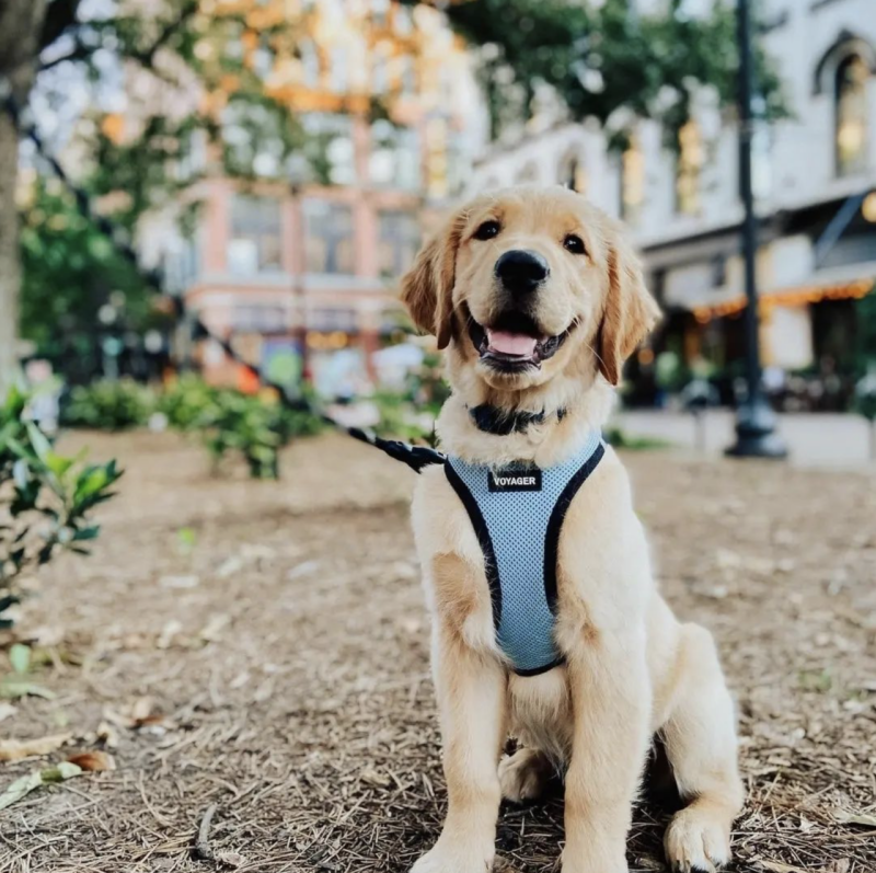 Dog Friendly Vacation Spots In Tennessee