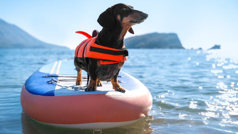 Dog Friendly Vacations In California