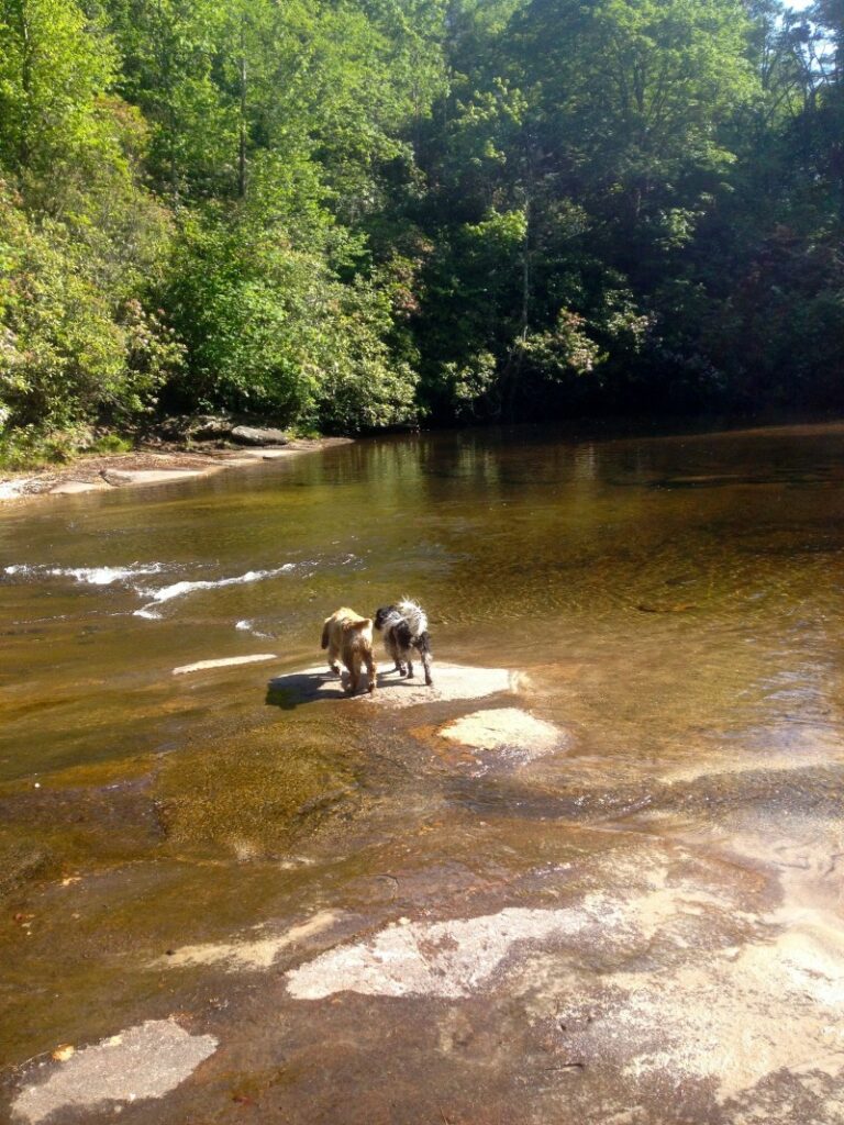 Dog Friendly Vacations In Tennessee