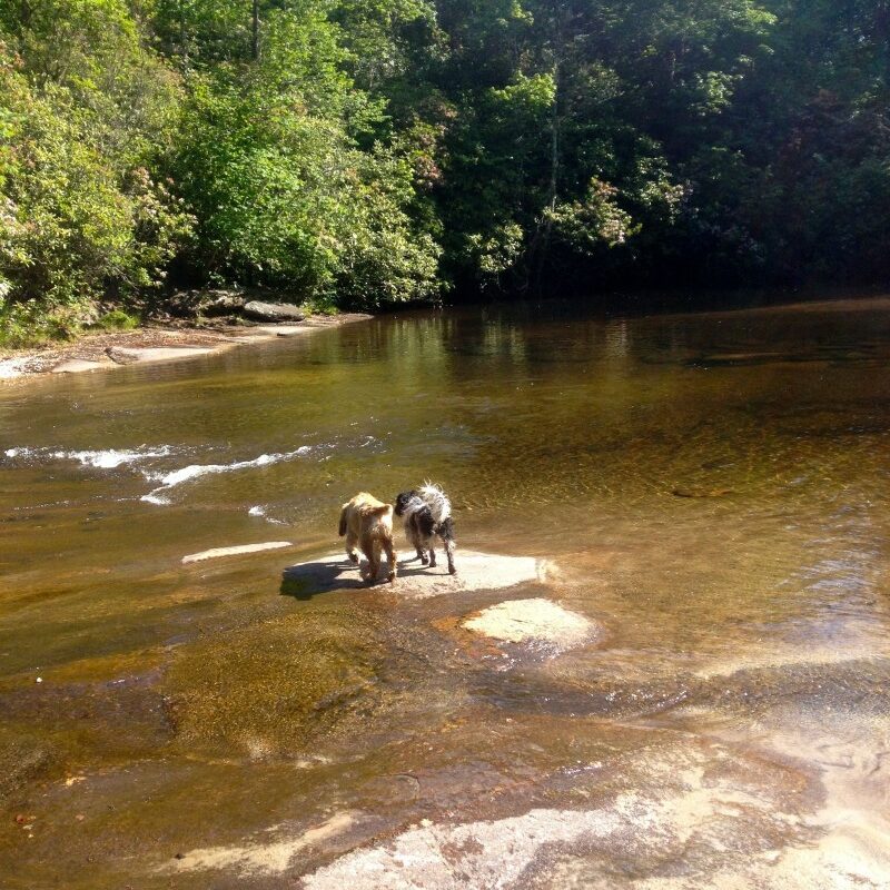 Dog Friendly Vacations In Tennessee