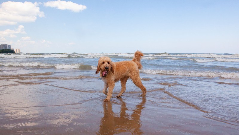 Dog Friendly Vacations In The Us