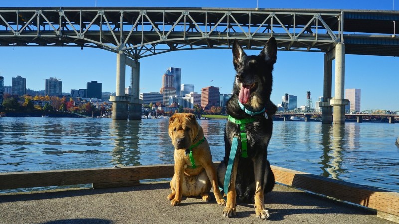 Dog Friendly Vacations Near Ohio