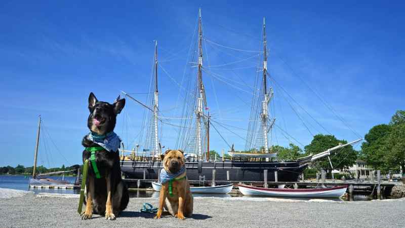 Dog Friendly Vacations Near Pittsburgh