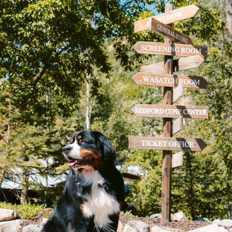 Dog Friendly Vacations Pa