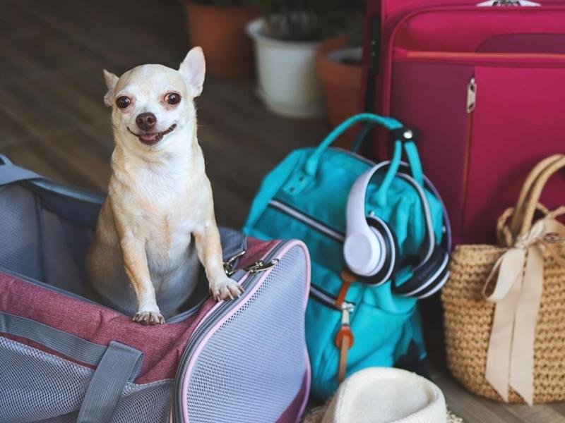 Pet Friendly Luxury Resorts Near Me