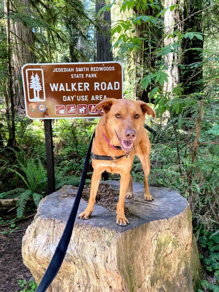 Road Trips With Dogs California