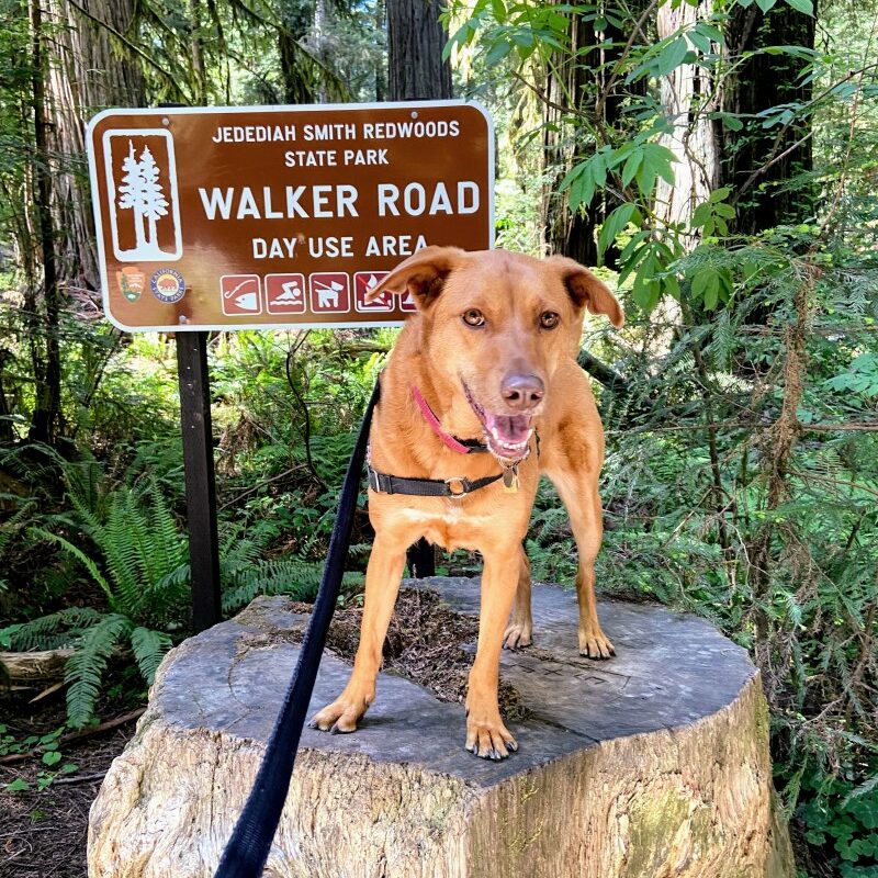 Road Trips With Dogs California