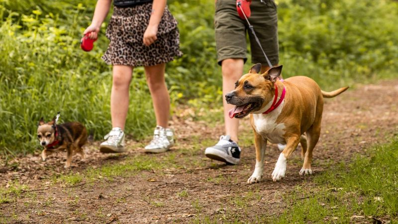 Vacation Dog Leash