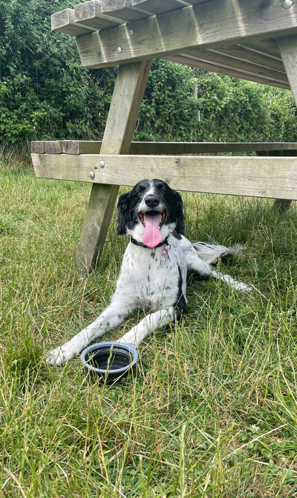 Vacation Dog Names