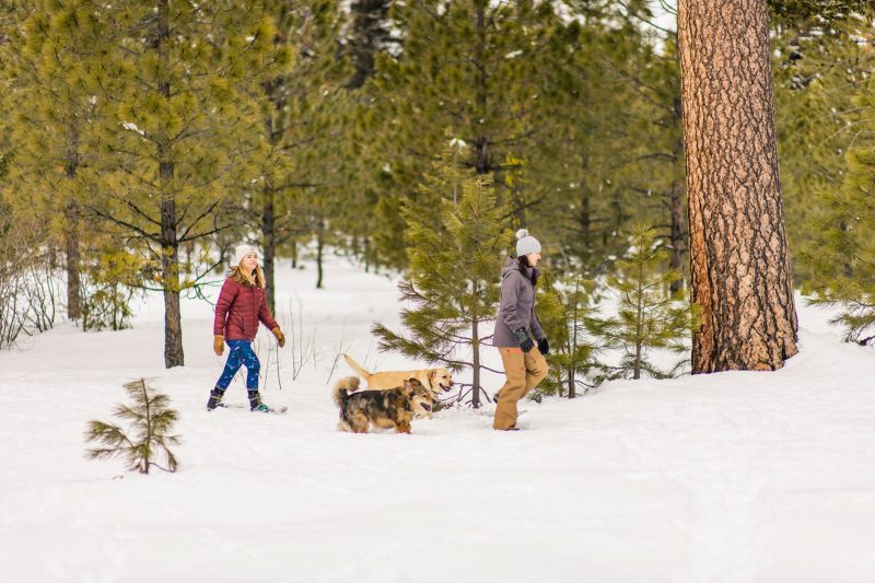 Vacation Rentals With Large Dogs