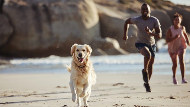 Vacation With Dogs In Texas